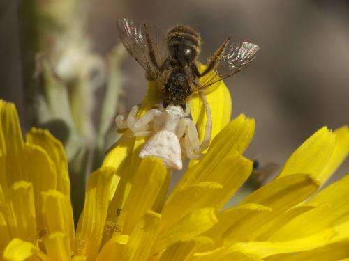 Lasioglossum sp.